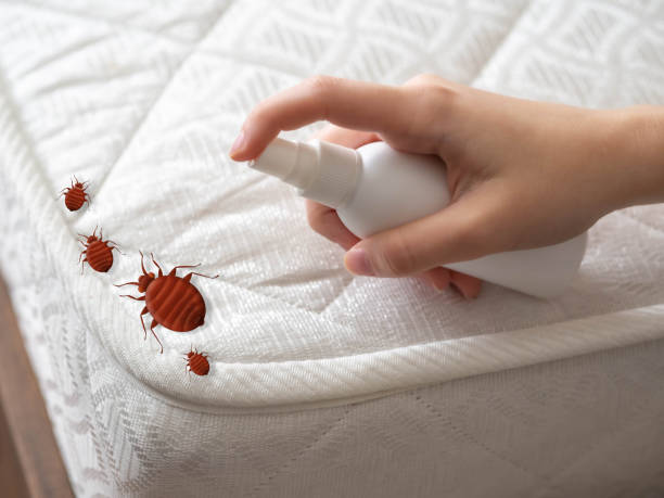 Indoor Pest Control in Mahinahina, HI